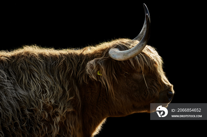 Side view of a horned Highland cow in sunshine isolated on a black background