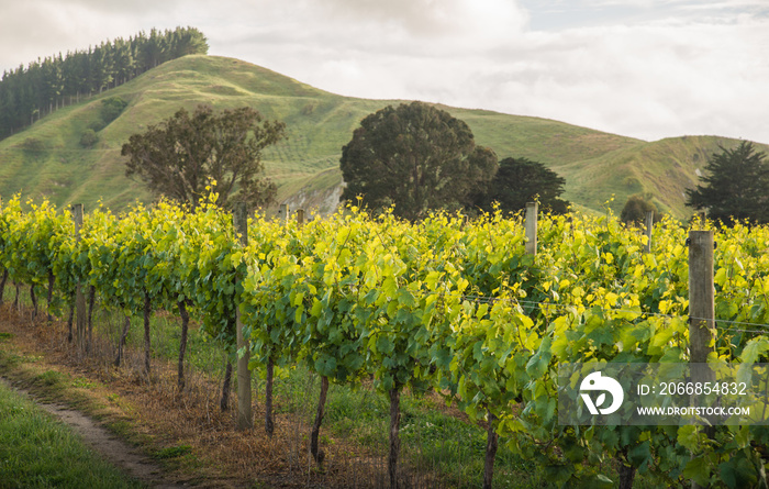 The scenery view of grapes vineyards in Hawke’s Bay region of New Zealand.