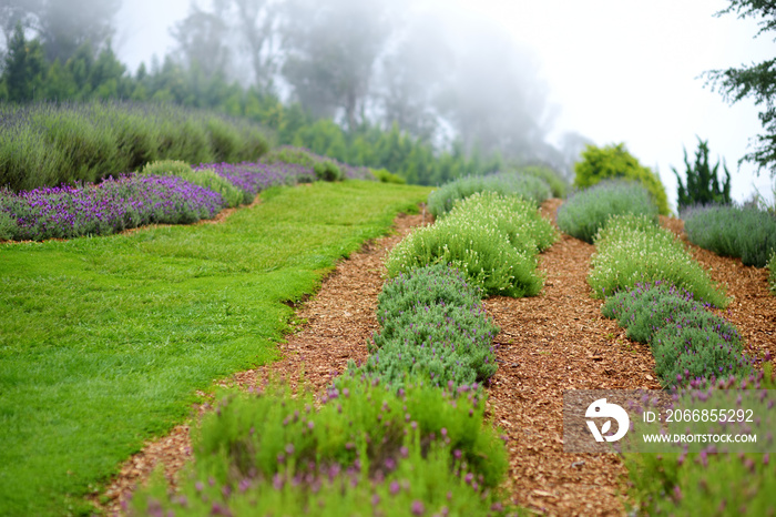 Blooming lavender plants at the Alii Kula Lavender Farm on Maui