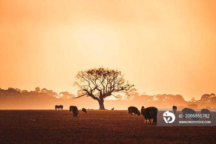 Tree in Field at Foggy Sunrise With Sheep in Foreground