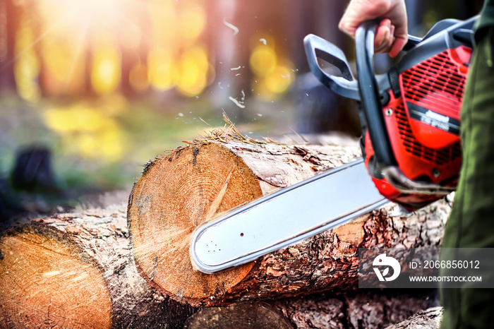 Man using chainsaw. Hard wood working in forest. Sawdust fly around.