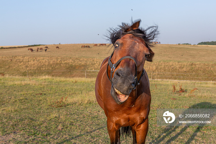 Pferd schüttelt den Kopf wegen Fliegen