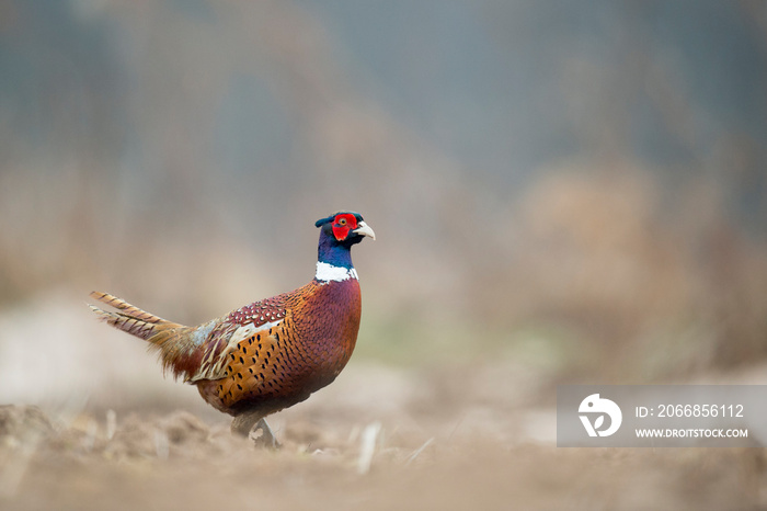 A Ring-necked Pheasant walks in an open field in soft overcast light on a winter day.