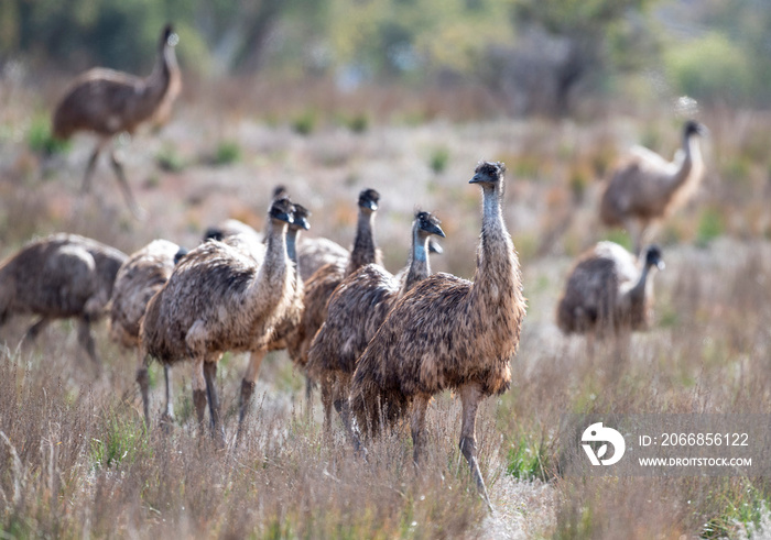 flock of emus in the  flinderes ranges, South Australia.