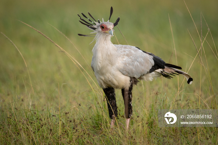 Secretary bird standing in grass on savannah