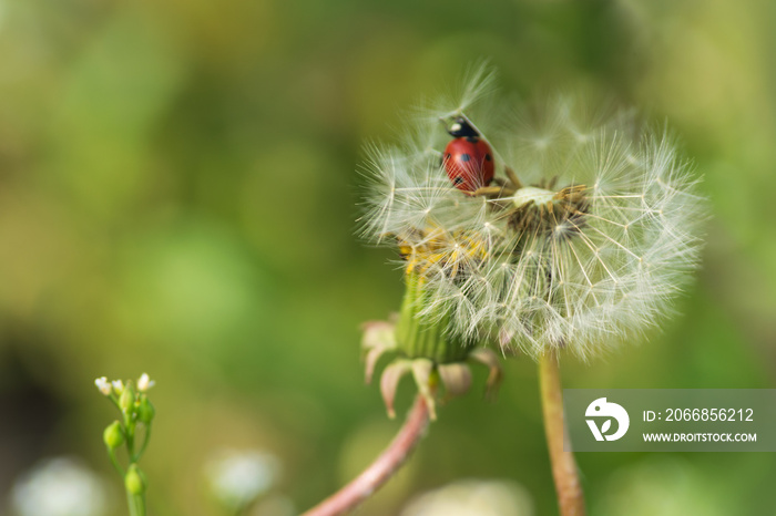 Nature background ladybug on dandelion.