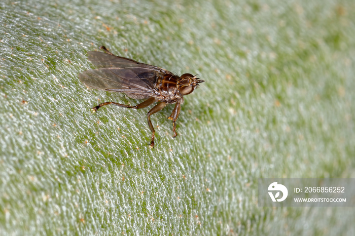 Louse Fly of the Family Hippoboscidae