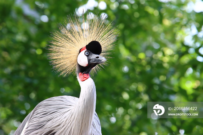 Grey crowned crane