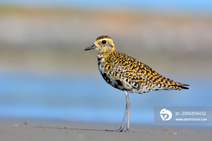 Pacific Golden Plover Bird