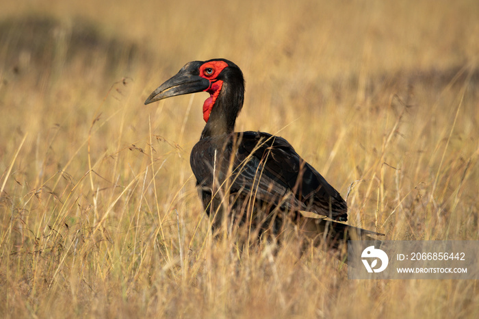 Southern ground hornbill in grass watches camera