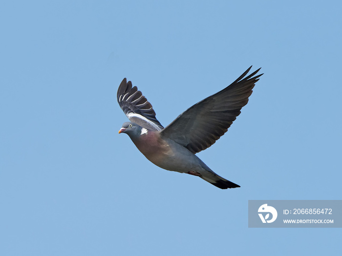 Common Wood Pigeon (Columba palumbus)