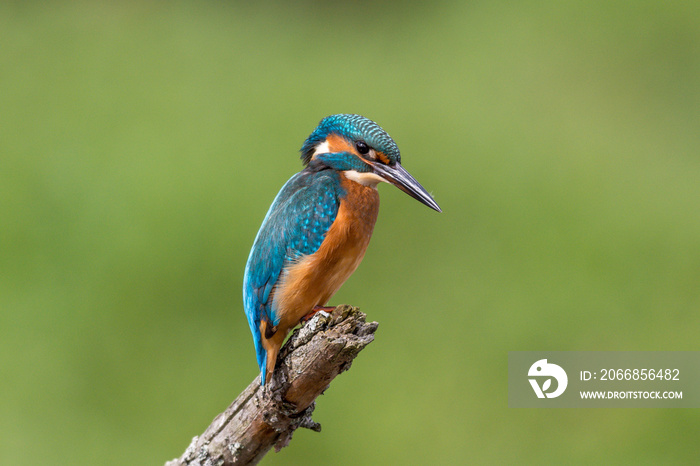 Eisvogel (Alcedo atthis)