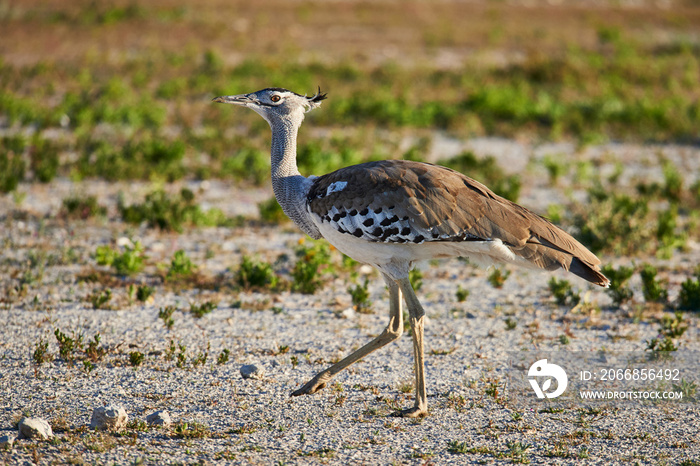 Kori bustard in the savannah