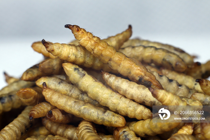 close up of dried black soldier maggots or bsf