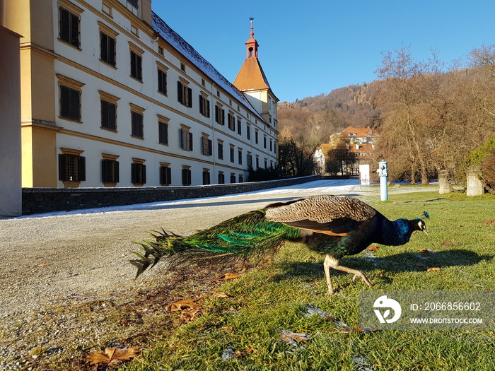 Blauer Pfau vor dem Schloss Eggenberg in Graz