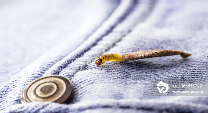 Wall moth larvae, found crawling up walls or clothing, inside a small cocoon, feed on fur (including the wool of clothing), feathers, leather, dead skin fragments, hair and paper.