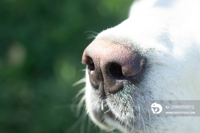 Alabai dog sniffs and eats a fresh chicken egg. Black Canine nose close up. Natural nutrition for pets. Fresh homemade food.