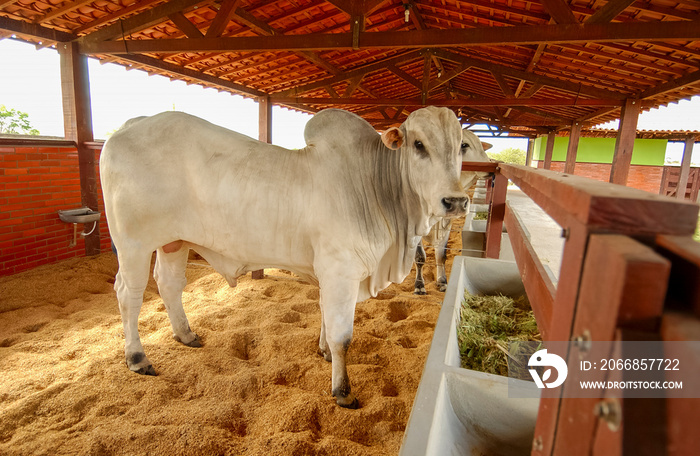 Livestock. Cattle on farm in Campina Grande, Paraiba, Brazil on October 2, 2004.