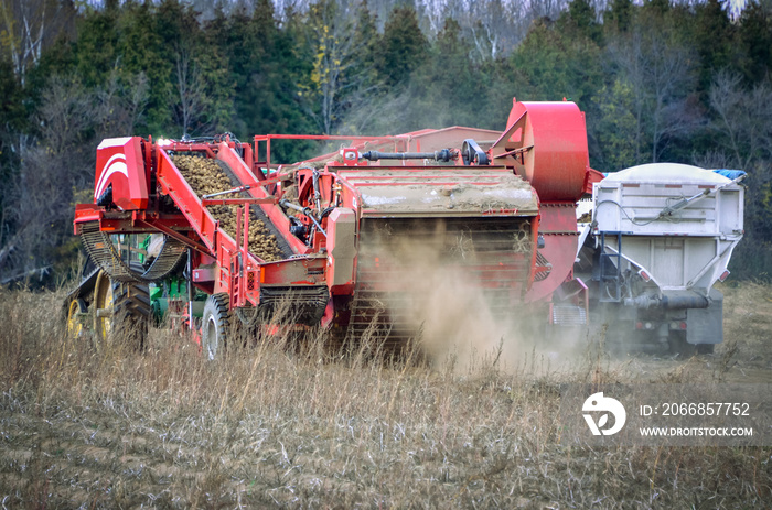 Potato combine harvester working in a field. Fall harvest.