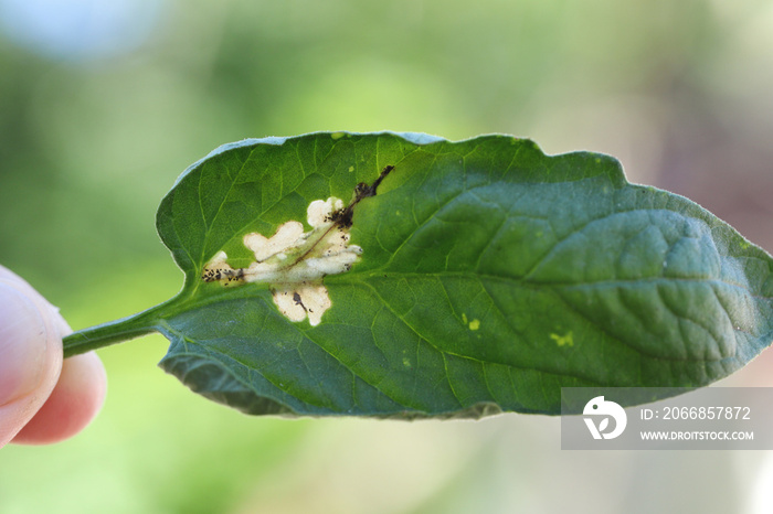 Tomato leaf infestation. Mining between upper and lower leaf surface by Tuta absoluta resulting in clear patches often filled with frass.