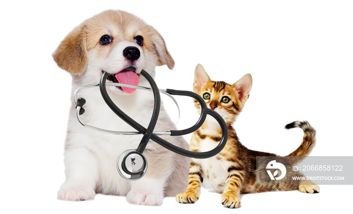 vet puppy and kitten