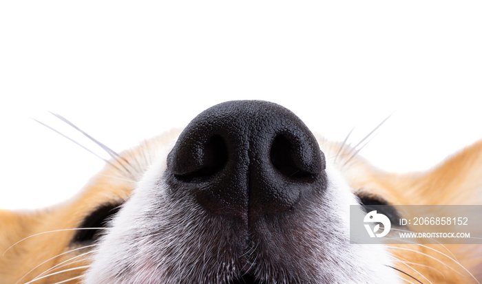 muzzle corgi closeup isolated