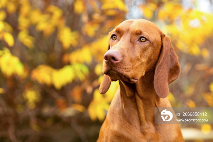 Cute hungarian vizsla dog side view close up portrait in beautiful fall garden.