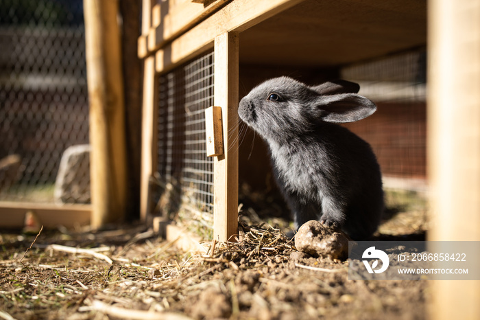 Cute baby rabbits in a farm