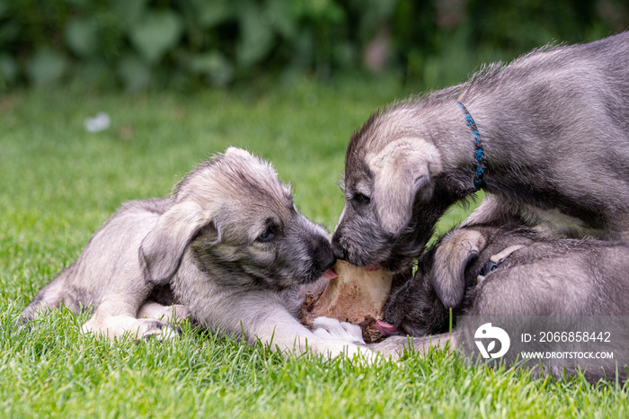 Irish wolfhound puppy