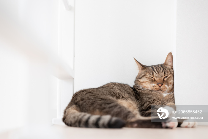 Cat sleep relax on the upstair