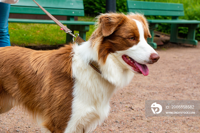 Beautiful alert red Border Collie enjoying a day in the park.