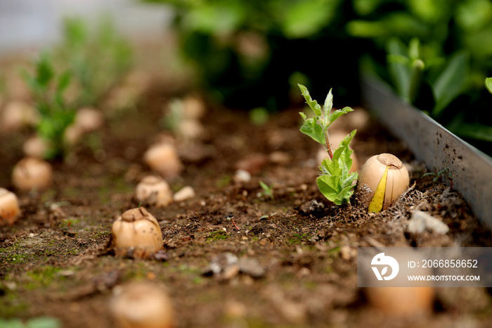 Quercus robur sprouting acorns in greenhouse