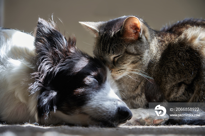 Dog and Cat at peace and sleeping together.  Frontal view. Border Collie and Brown Tabby cat.