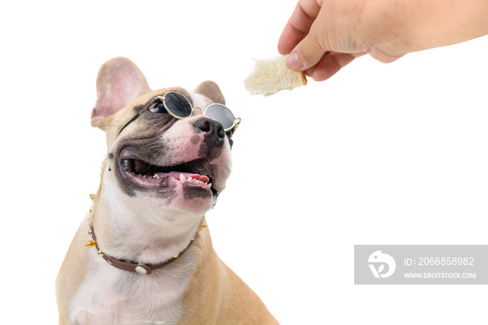 french bulldog wear glasses and see at bread