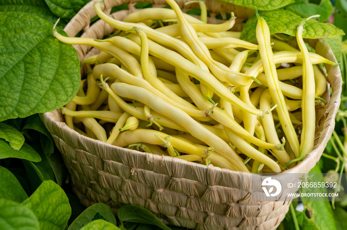 New harvest of organic yellow long wax beans