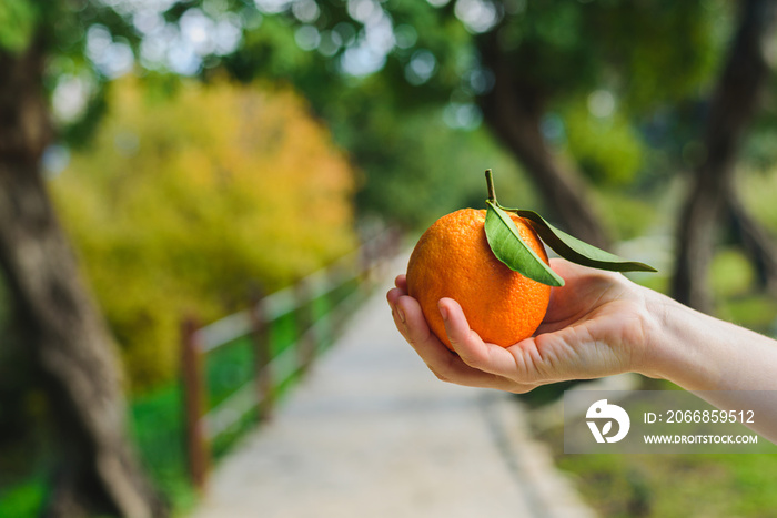 Man hand with fresh picked orange