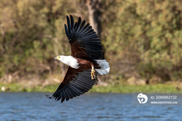 Fish eagle catching a fish from Lake Naivasha. Kenya