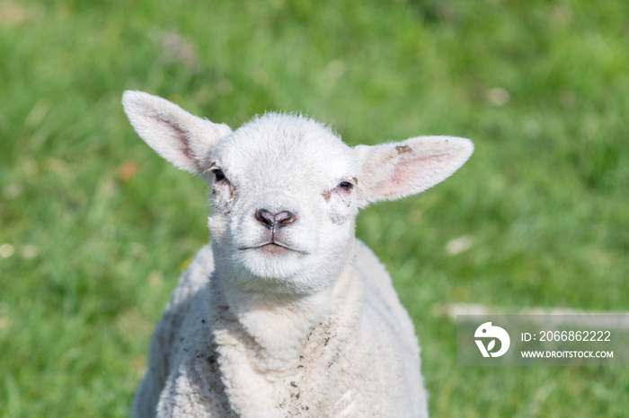 New Born Lamb Grazing on Grass