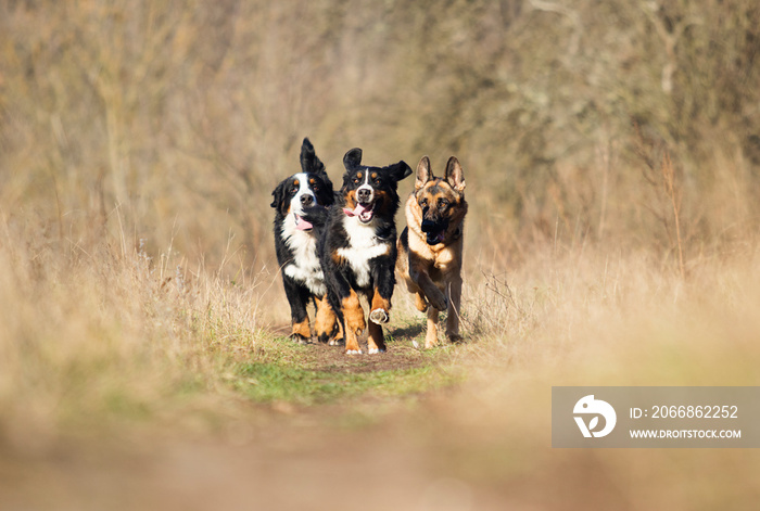 group of dogs running the field