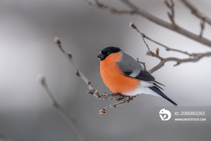 The Eurasian bullfinch, common bullfinch or bullfinch (Pyrrhula pyrrhula)