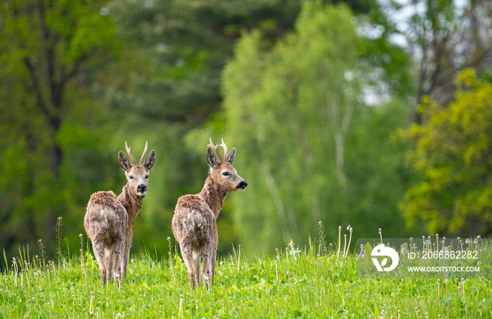 roe deer (Capreolus capreolus) in spring nature