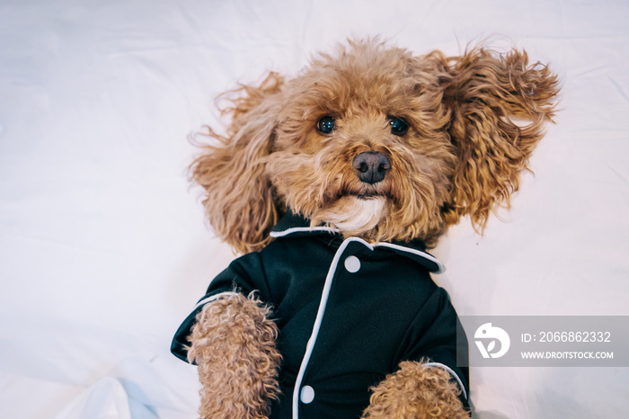 Bichon poodle mix pet dog wearing black pajamas and laying in bed being lazy and comfortable