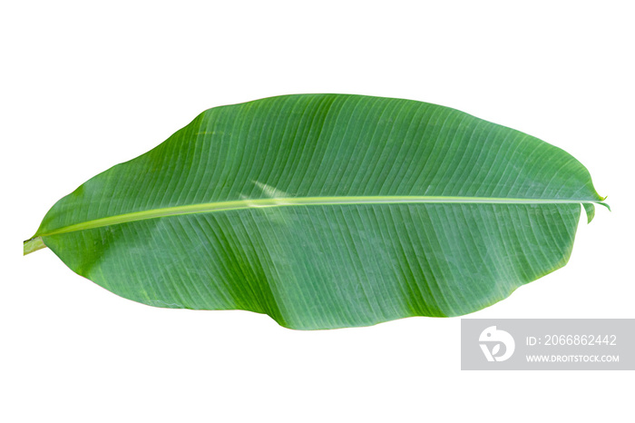 Green banana leaf isolated on white background on transparent background - PNG format.