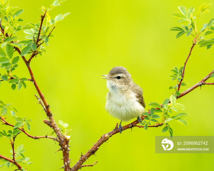 Warbling vireo (Vireo gilvus)