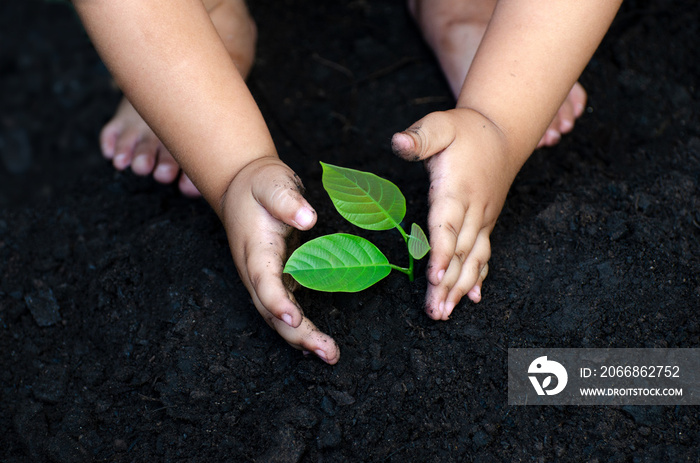 tree sapling Baby Hand On the dark ground, the concept implanted children’s consciousness into the environment