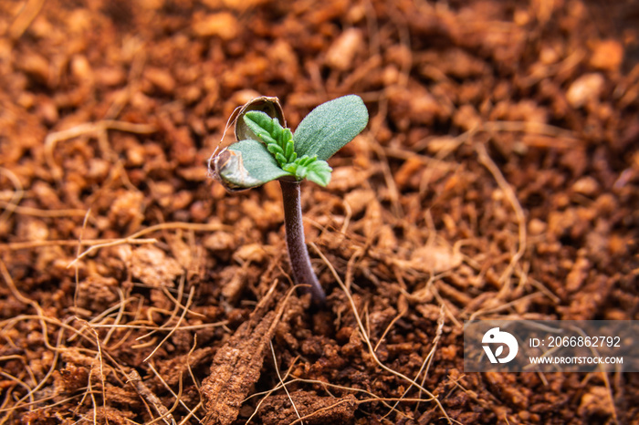 cannabis sprout