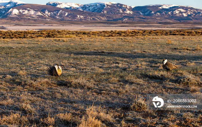 Male Greater Sage-Grouse in Courtship Display at Lek