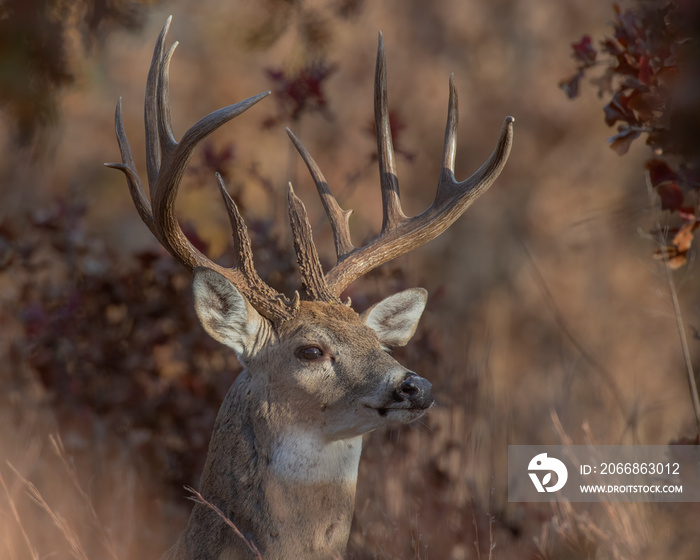 White-tailed Deer