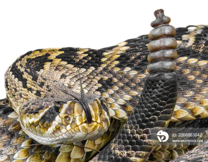 eastern diamondback rattlesnake - crotalus adamanteus - coiled in strike pose, tongue out and up, rattle next to head. Isolated cutout on white background