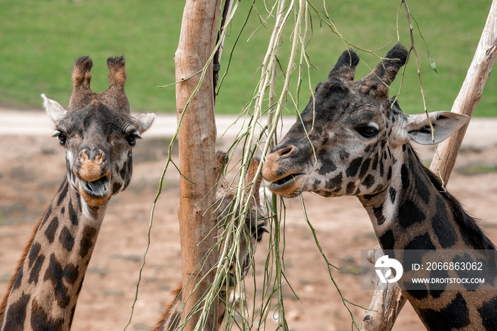 Closeup of giraffes and calf eating twigs of tree on field at San Diego Safari Park